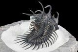 Spiny Comura Trilobite - Top Quality Specimen #108795-6